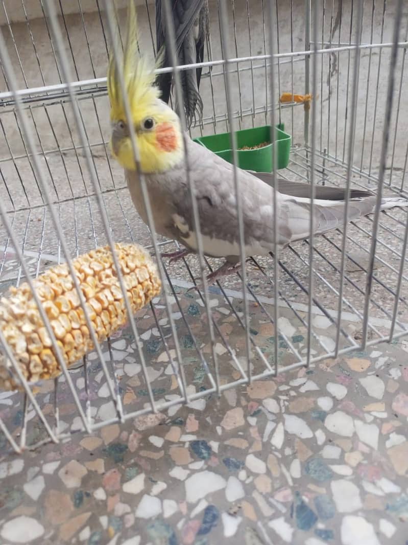 Cocktail pair with cage for sale 0