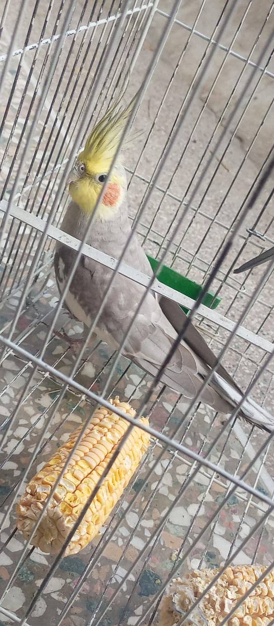 Cocktail pair with cage for sale 4