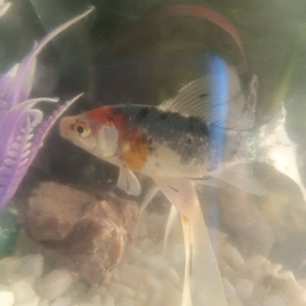 Shubunkin: Goldfish breed Pair Can compensate prize for serious buyers 4