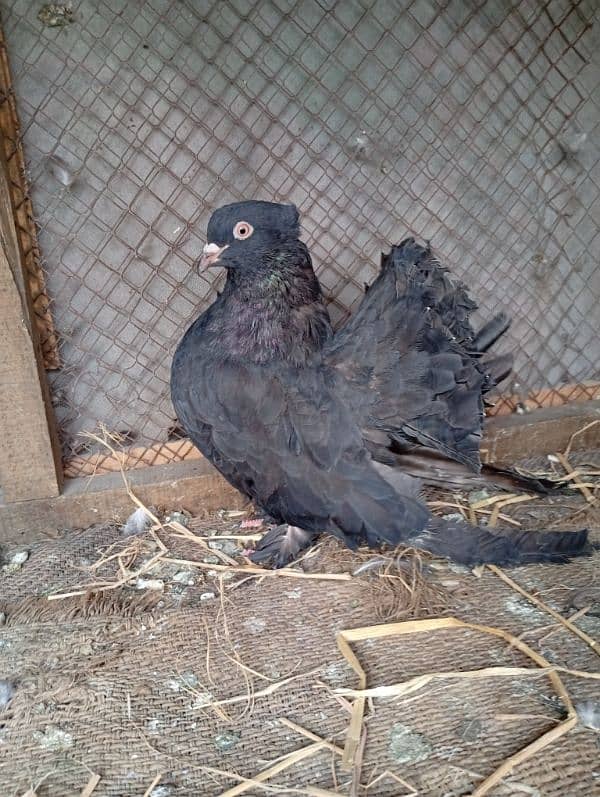 pigeon pair 0