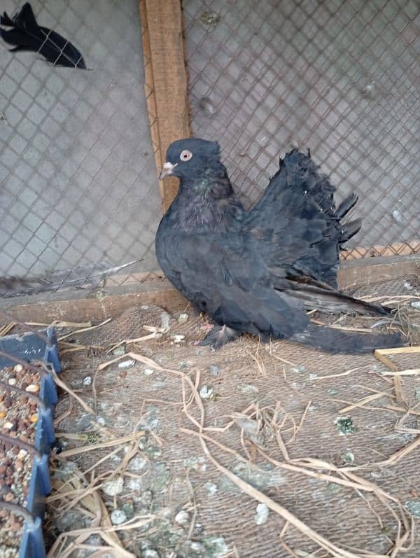 pigeon pair 1