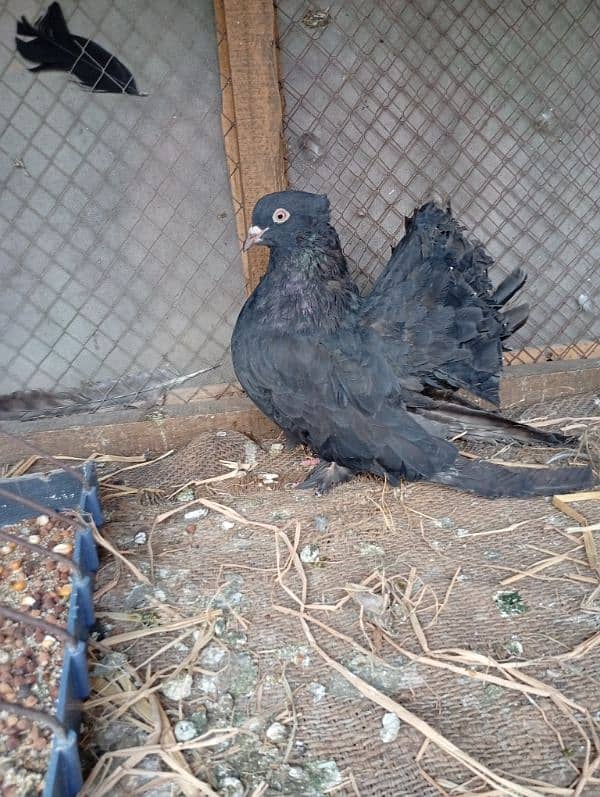 pigeon pair 2