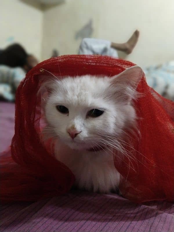 Persian cat 2