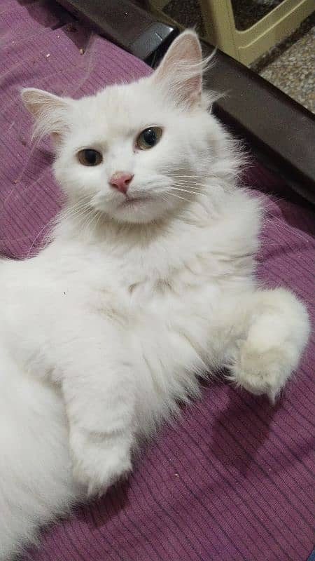 Persian cat 4