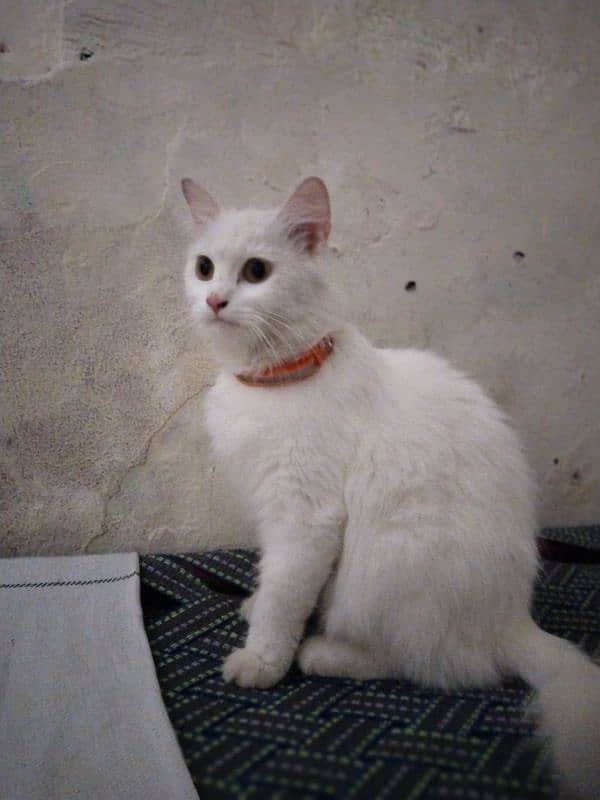 Persian cat 5