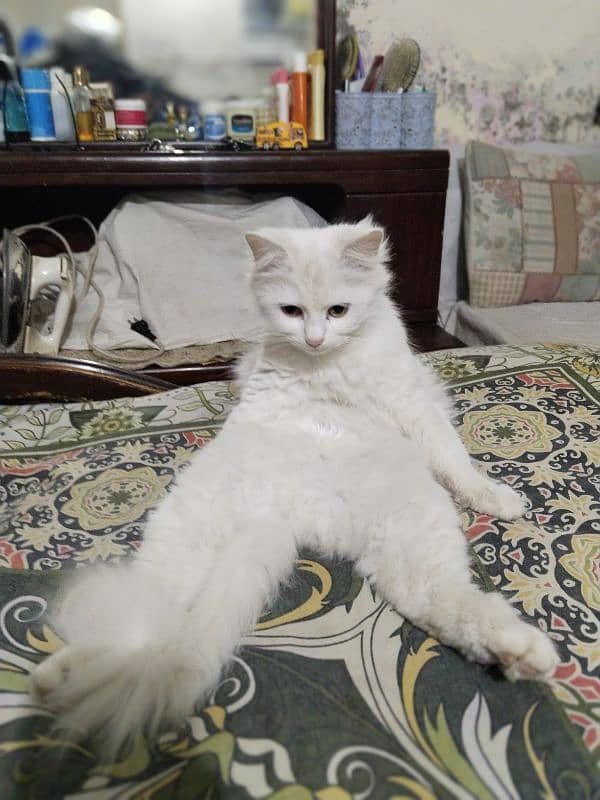 Persian cat 11