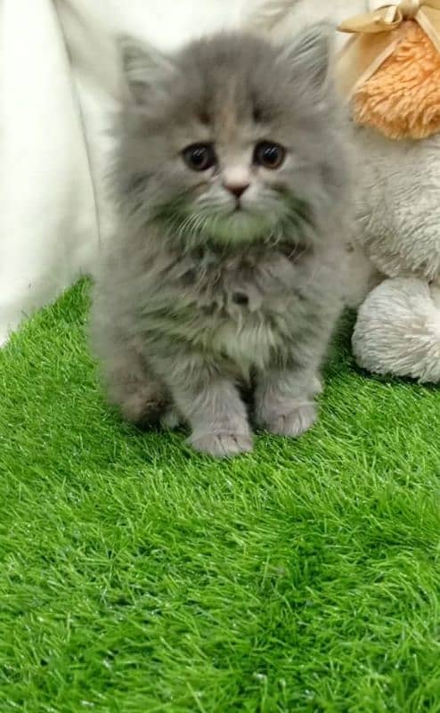 grey Persian female kitten 0