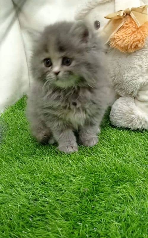 grey Persian female kitten 1