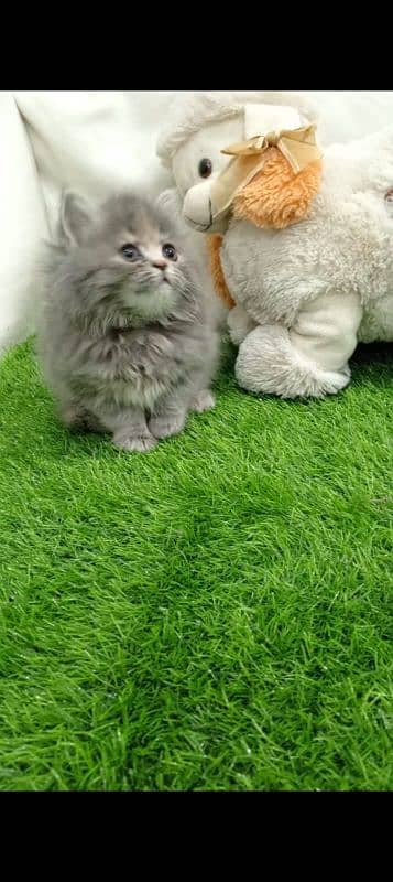 grey Persian female kitten 2