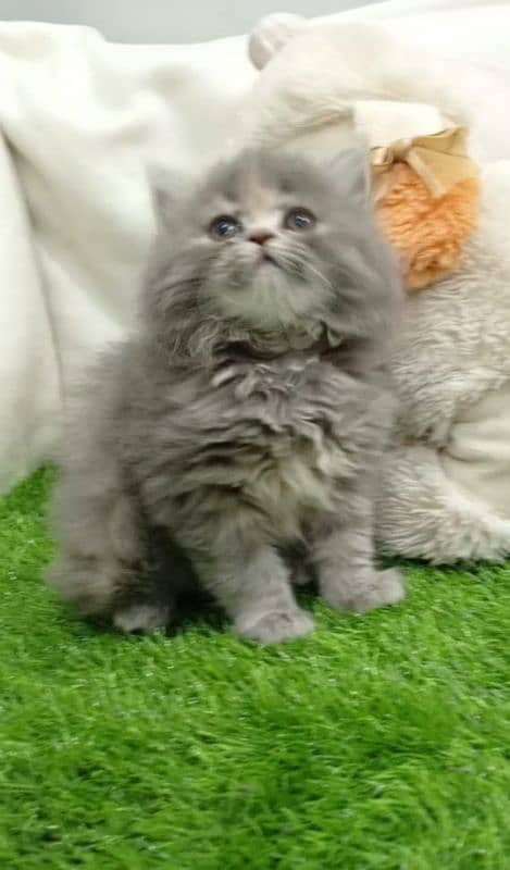 grey Persian female kitten 3