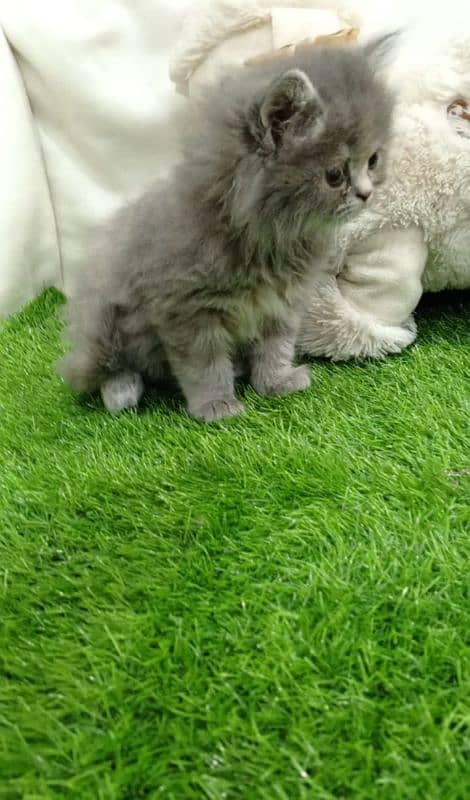 grey Persian female kitten 4