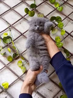 Gray color Persian male kitten