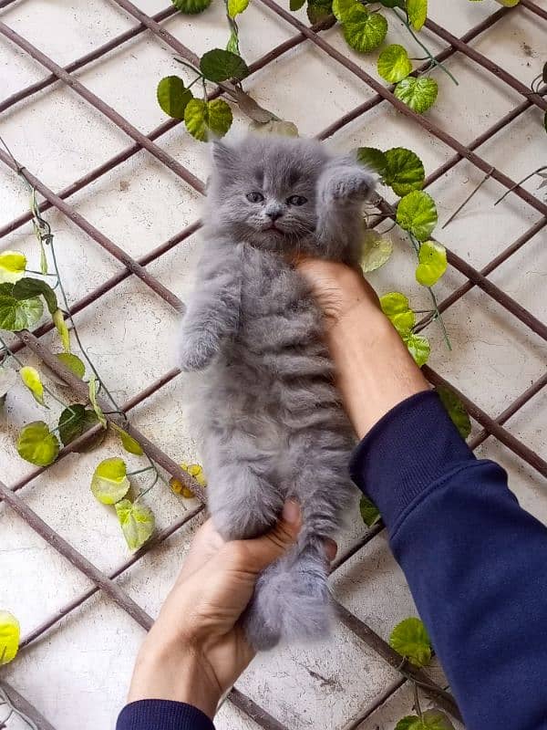 Gray color Persian male kitten 1