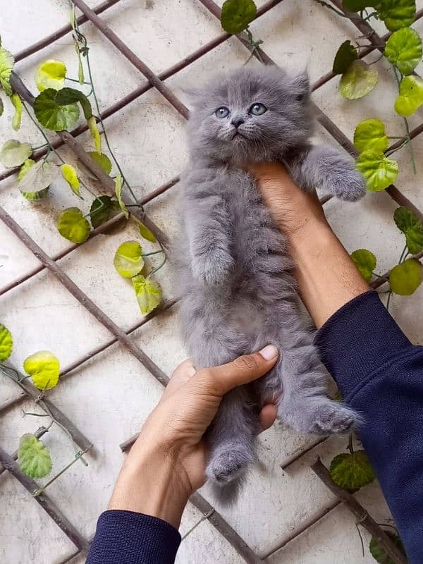 Gray color Persian male kitten 2