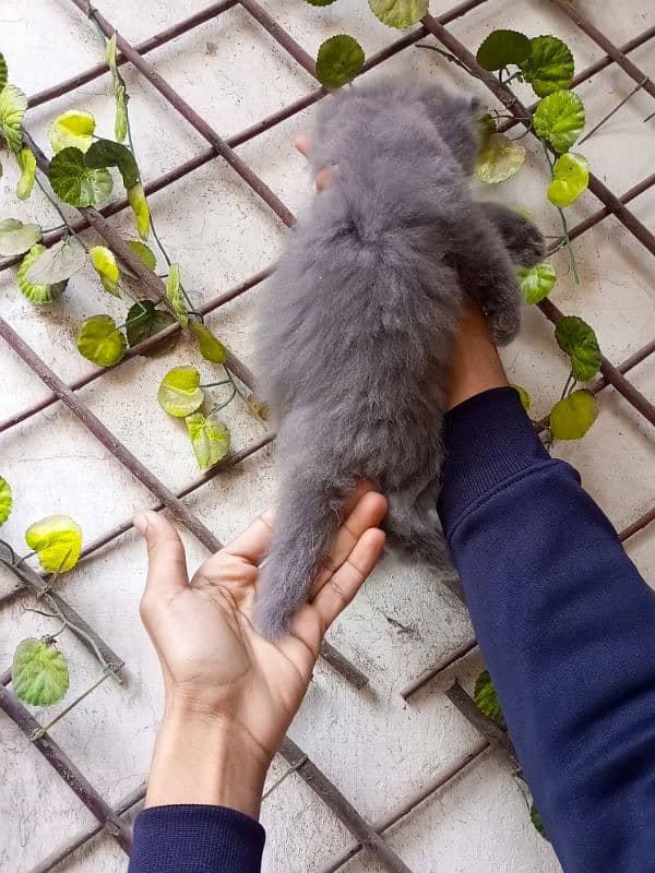 Gray color Persian male kitten 3