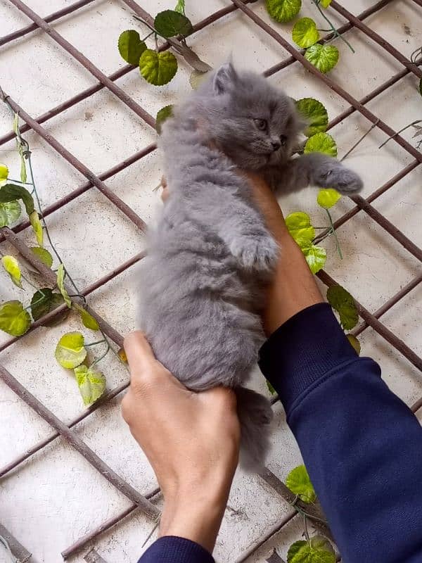 Gray color Persian male kitten 5