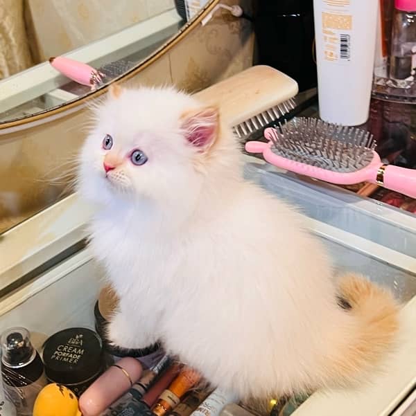 high quality kitten|Punch face Kittens|persian cat|cute|tripple|fluffy 4