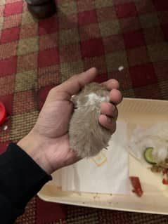 Baby hamster hand trained