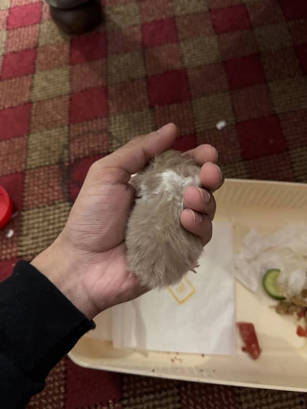 Baby hamster hand trained 0