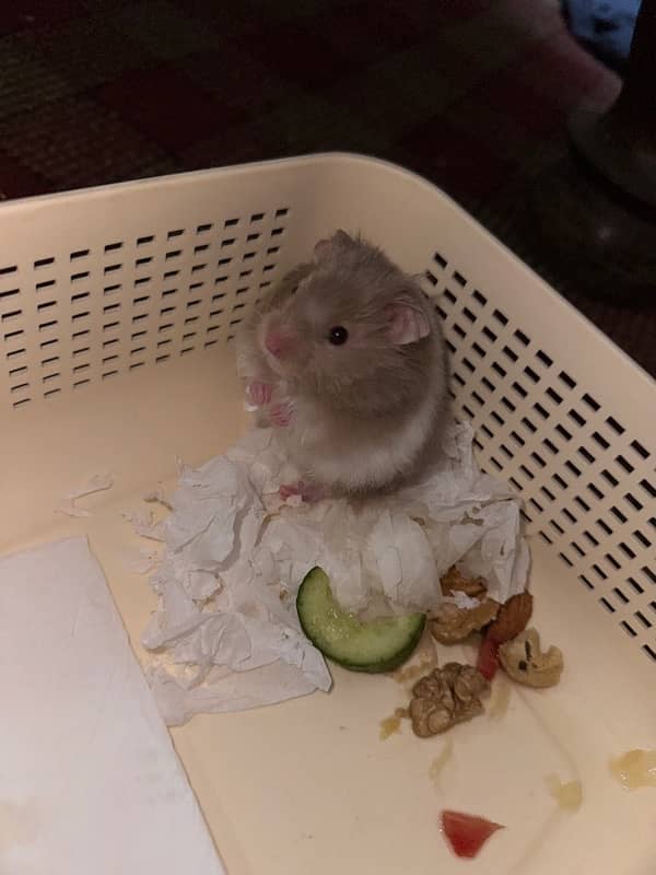 Baby hamster hand trained 1