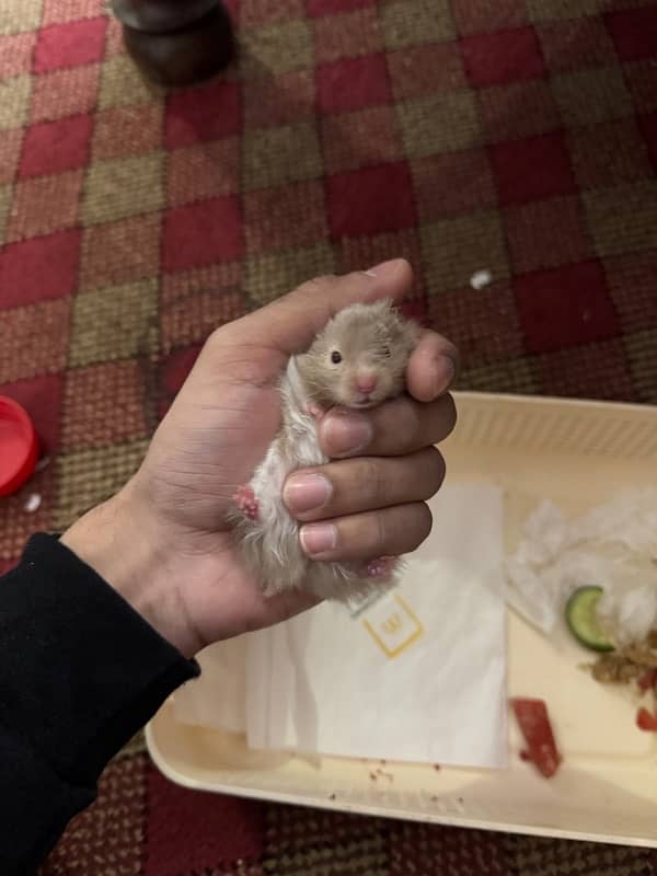 Baby hamster hand trained 4