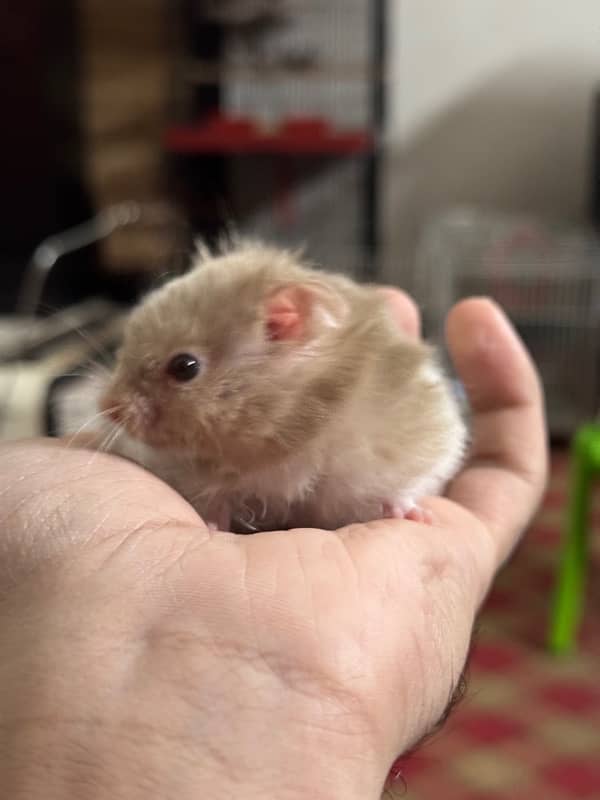 Baby hamster hand trained 5