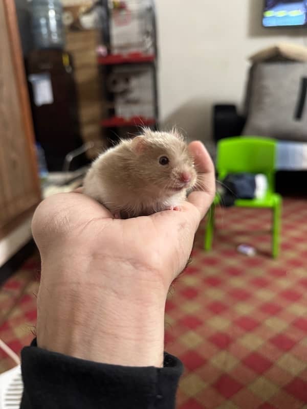 Baby hamster hand trained 6