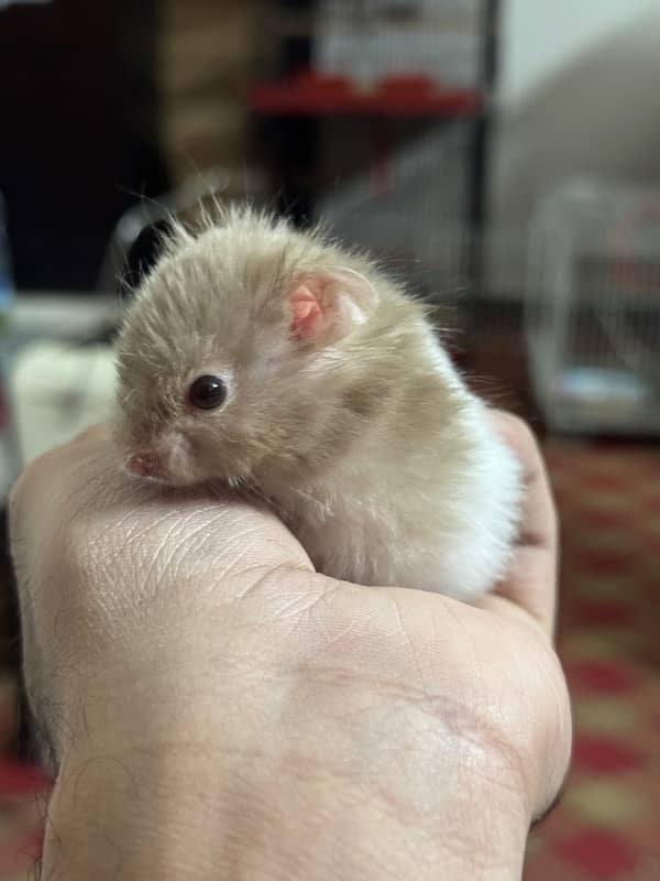 Baby hamster hand trained 7