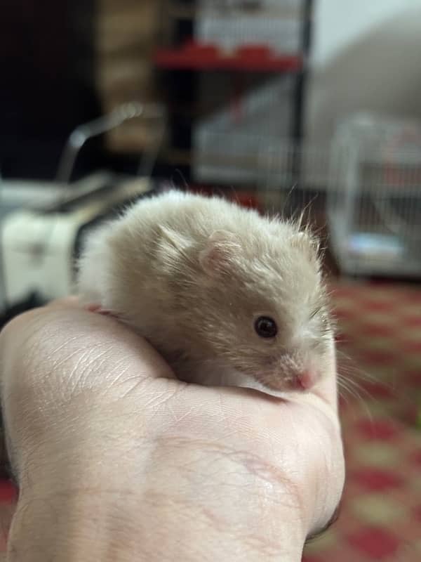 Baby hamster hand trained 8