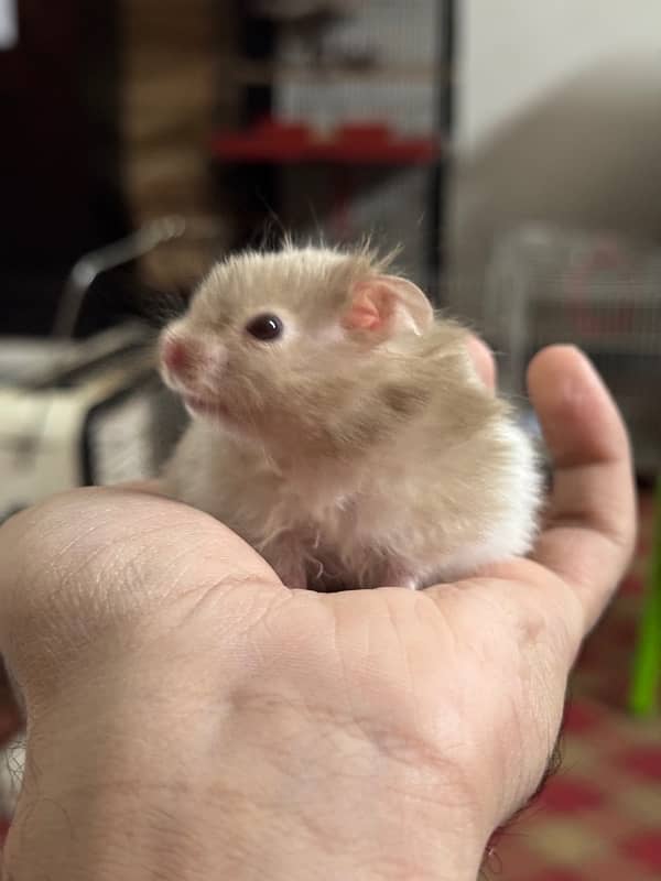 Baby hamster hand trained 9