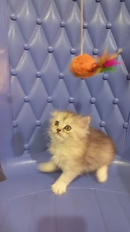 Persian Triple coated smokey color female 3