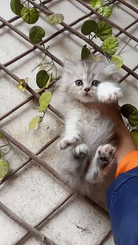 Persian Triple coated smokey color female 4