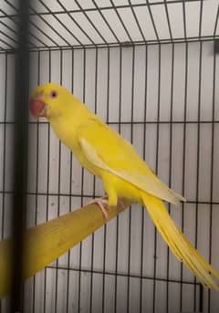 yellow Breeder Female