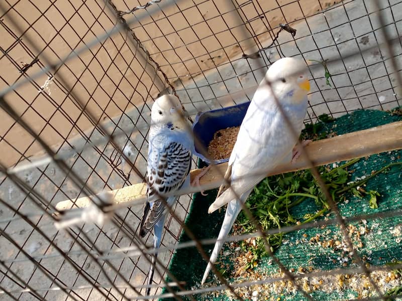 Budgies Breeder female Chang possible 0