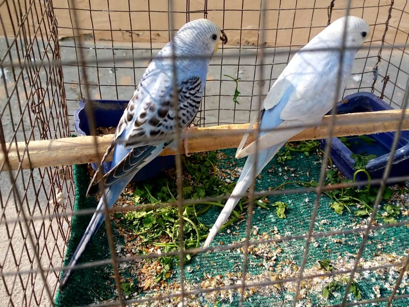 Budgies Breeder female Chang possible 1