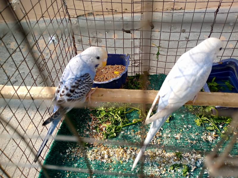 Budgies Breeder female Chang possible 3