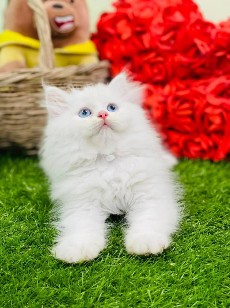 BLUE EYE PURE PERSIAN TRIPLE COATED BLUE EYES kitten for sale 0