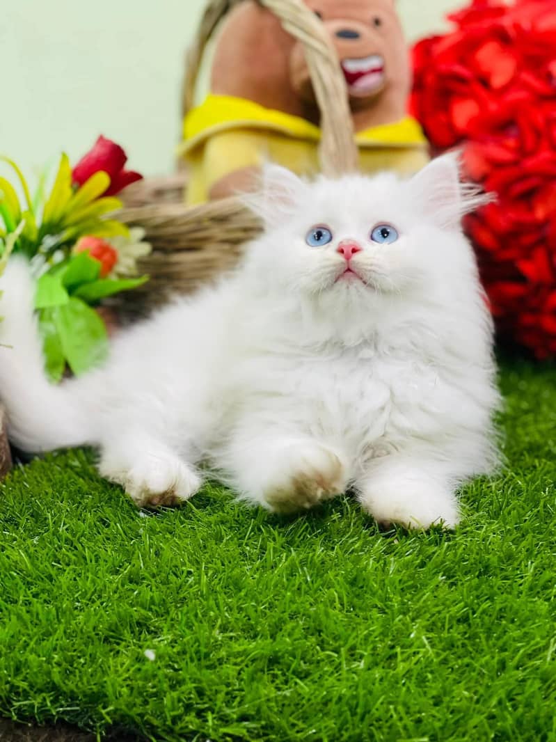 BLUE EYE PURE PERSIAN TRIPLE COATED BLUE EYES kitten for sale 1