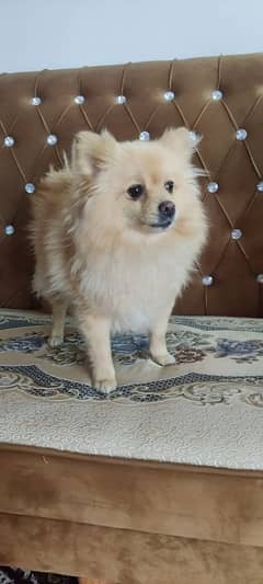 Pomeranian