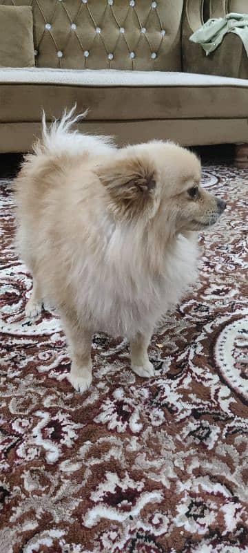 Pomeranian 1