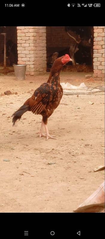 nasal Sindhi madipra Ghar ka. murgha ha full tuari. mein ha 0