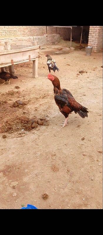 nasal Sindhi madipra Ghar ka. murgha ha full tuari. mein ha 1