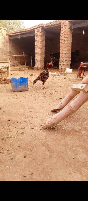 nasal Sindhi madipra Ghar ka. murgha ha full tuari. mein ha 2