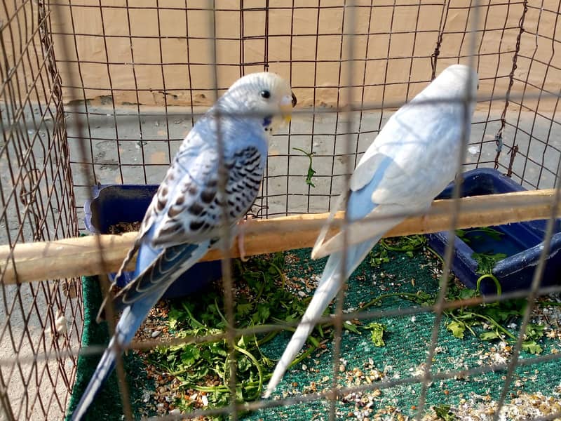 Beautiful budgies female 1