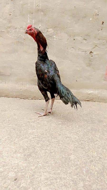 Masha Allah high quality birds available 10pthay hi imported 3