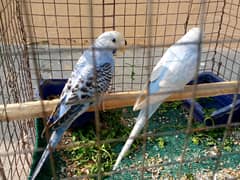 Budgies