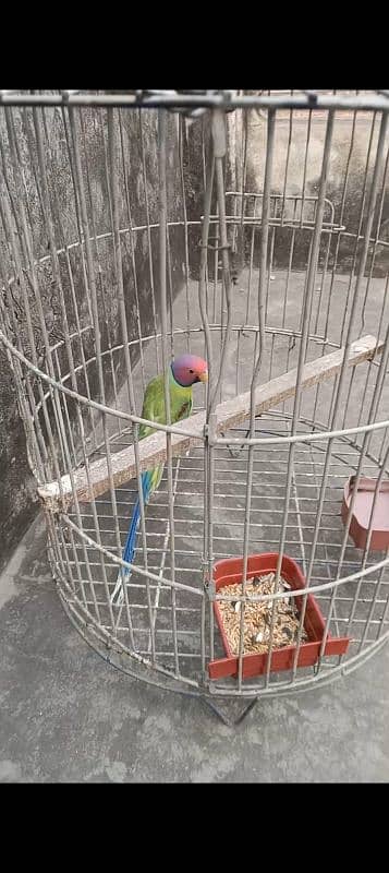 plum head male parrot 0