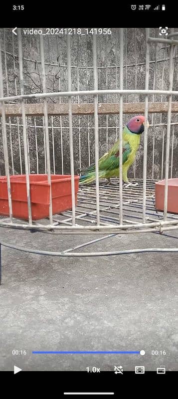 plum head male parrot 1