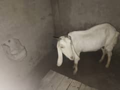 desi bakri