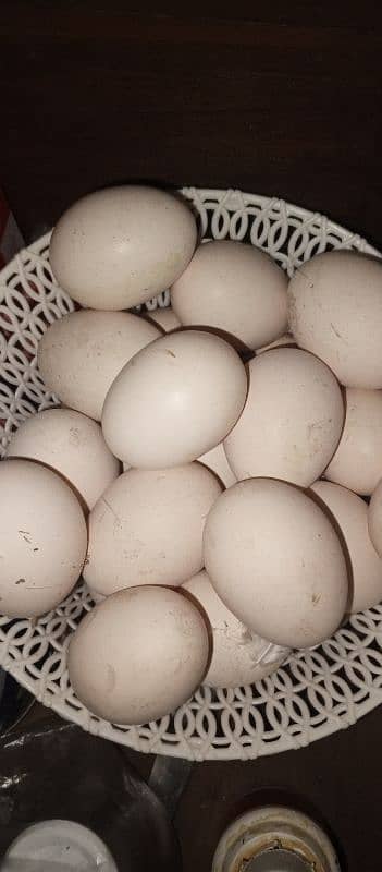 egg available white SHAMO 03369094882 0